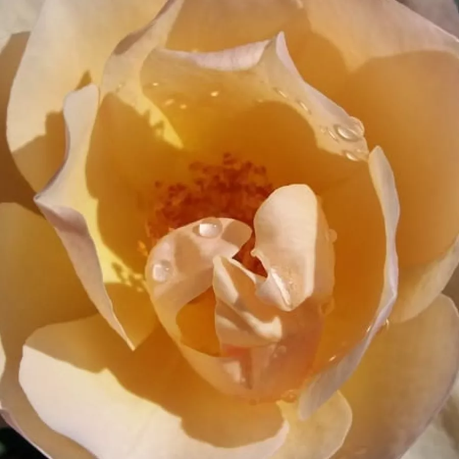 English Rose Collection, Shrub - Roza - Ausjo - Na spletni nakup vrtnice