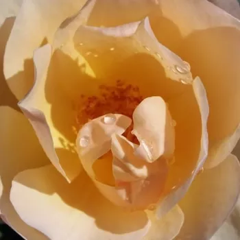 Rózsa kertészet - angol rózsa - sárga - intenzív illatú rózsa - gyöngyvirág aromájú - Ausjo - (90-120 cm)