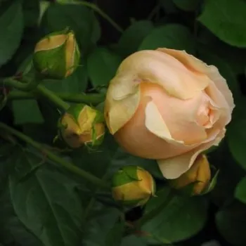 Rosa Ausjo - amarillo - árbol de rosas híbrido de té – rosal de pie alto