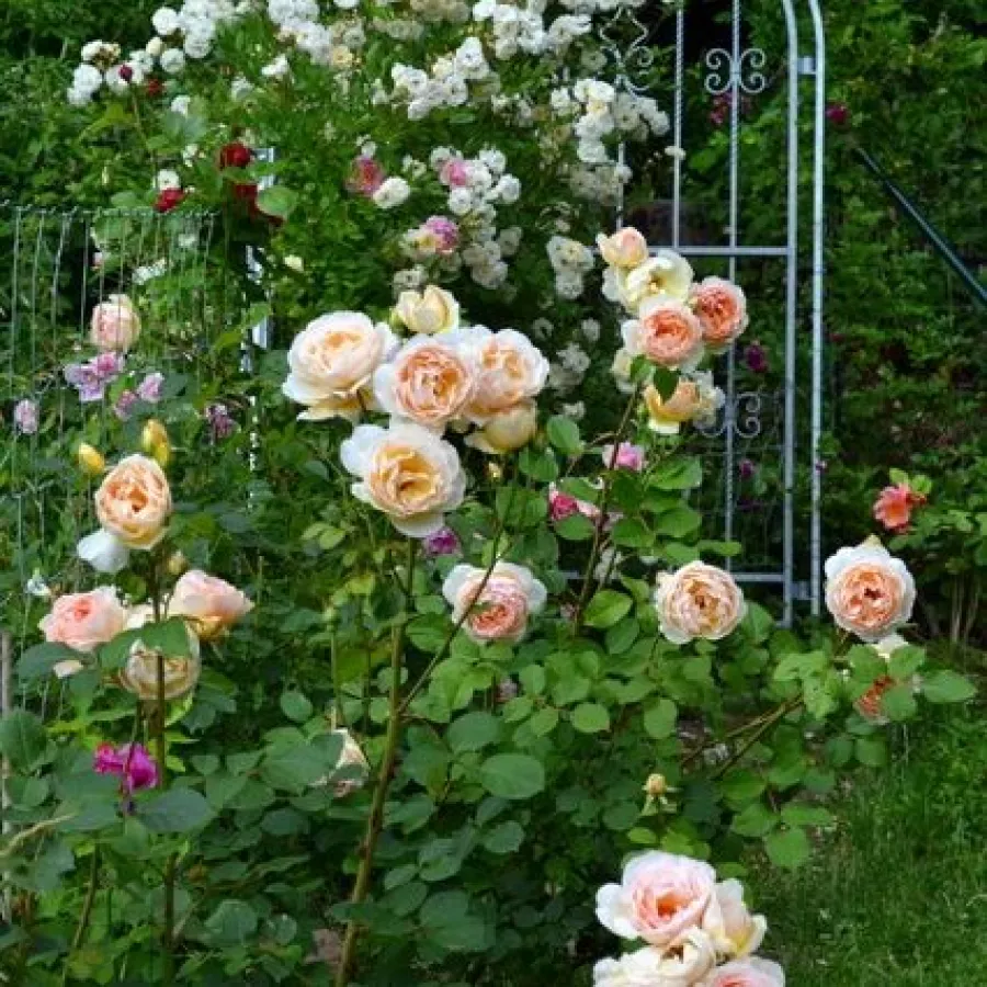 120-150 cm - Róża - Ausjo - 