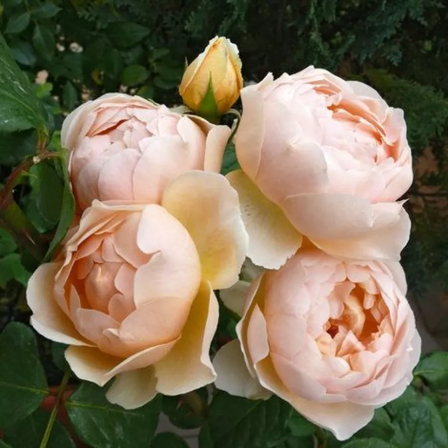 Trandafiri englezești - Trandafiri - Ausjo - comanda trandafiri online