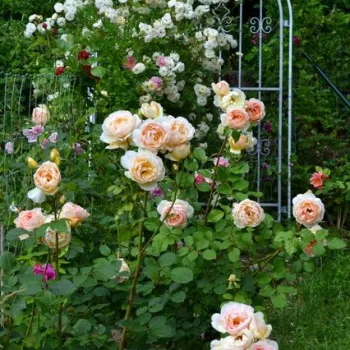 Barackszínű - sárga árnyalat - angol rózsa - intenzív illatú rózsa - gyöngyvirág aromájú
