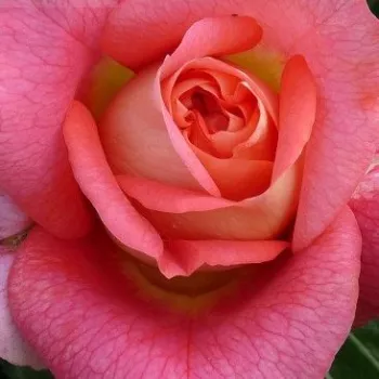 Rózsák webáruháza. - rózsaszín - virágágyi floribunda rózsa - Sommersonne® - diszkrét illatú rózsa - gyümölcsös aromájú - (75-90 cm)