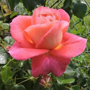Rosa Sommersonne® - różowy - róże rabatowe grandiflora - floribunda