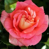 Záhonová ruža - floribunda - mierna vôňa ruží - sad - ružová - Rosa Sommersonne®