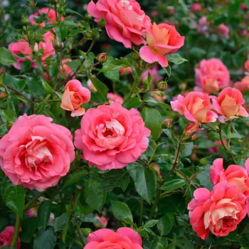 Barackrózsaszín - sárga sziromfonák - virágágyi floribunda rózsa - diszkrét illatú rózsa - gyümölcsös aromájú