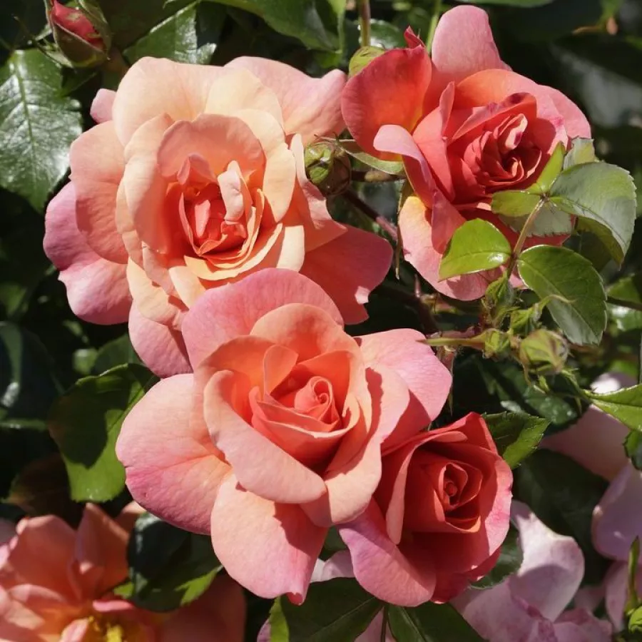 Ruža floribunda za gredice - Ruža - Sommersonne® - naručivanje i isporuka ruža