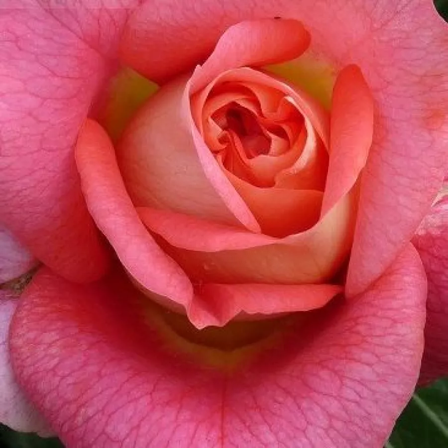 Csésze - Rózsa - Sommersonne® - online rózsa vásárlás