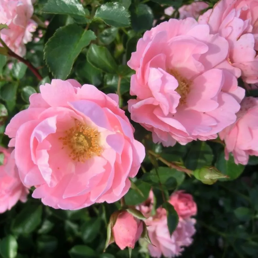 Roz - Trandafiri - Sommerwind® - Trandafiri online