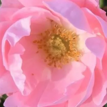 Online rózsa rendelés  - talajtakaró rózsa - rózsaszín - diszkrét illatú rózsa - édes aromájú - Sommerwind® - (60-80 cm)