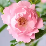 Ružičasta - ruže stablašice - Rosa Sommerwind® - diskretni miris ruže