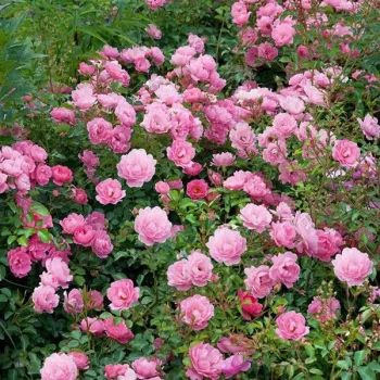 Jasnoróżowy - róża pienna - Róże pienne - z kwiatami bukietowymi