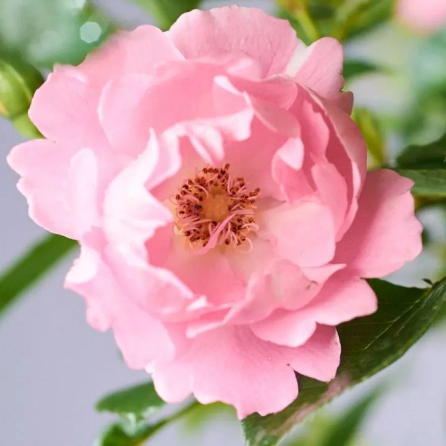 Róża o dyskretnym zapachu - Róża - Sommerwind® - sadzonki róż sklep internetowy - online