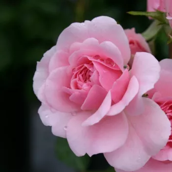Rosa Sommerwind® - ružičasta - ruža pokrivačica tla