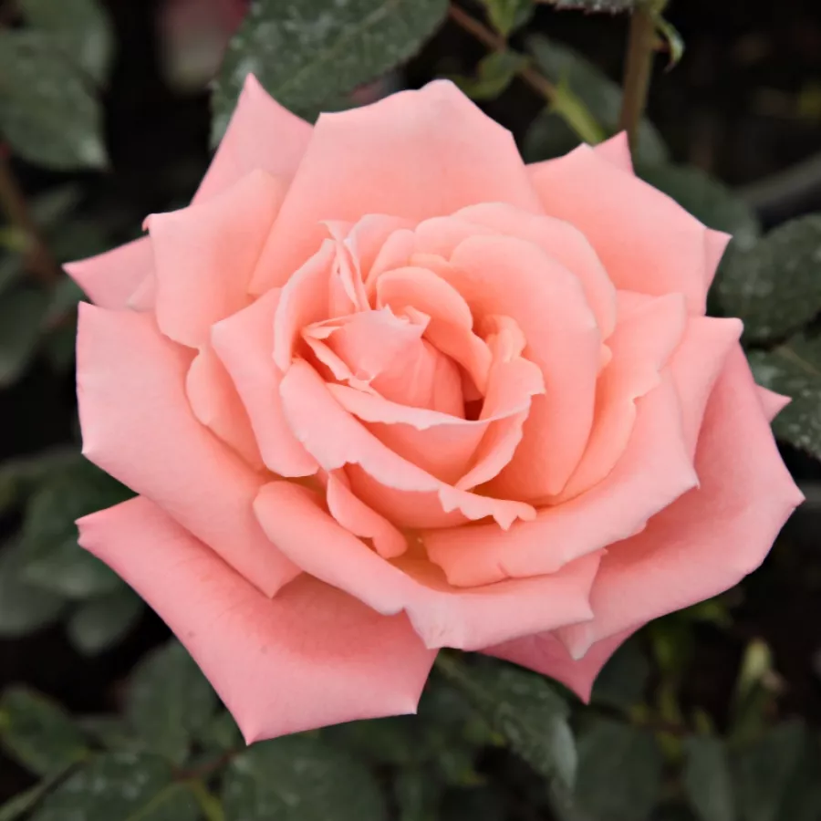 Róża wielkokwiatowa - Hybrid Tea - Róża - Sonia Meilland® - Szkółka Róż Rozaria