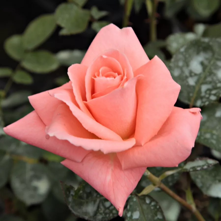 Roz - Trandafiri - Sonia Meilland® - Trandafiri online