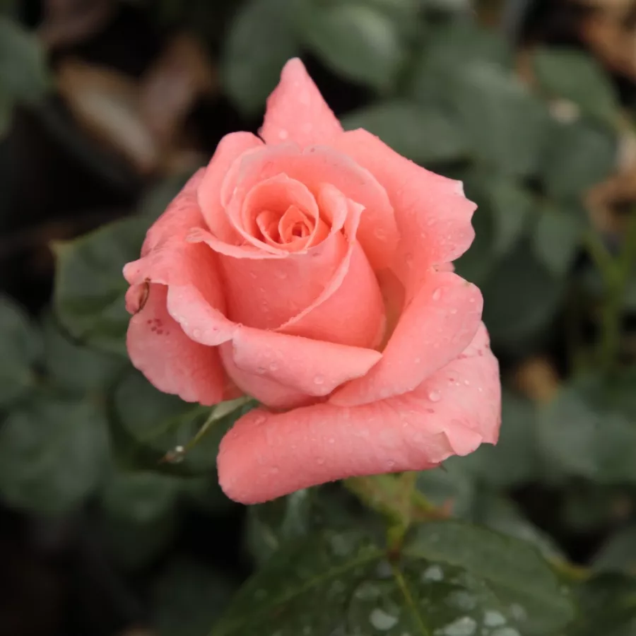 Rosa intensamente profumata - Rosa - Sonia Meilland® - Produzione e vendita on line di rose da giardino