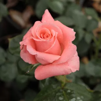 Rosa Sonia Meilland® - ružová - čajohybrid