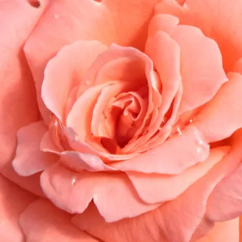 Róże krzewy, sadzonki - róża wielkokwiatowa - Hybrid Tea - różowy - róża z intensywnym zapachem - Sonia Meilland® - (75-120 cm)