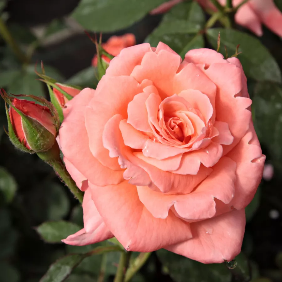 Różowy - Róża - Sonia Meilland® - 