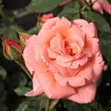 Rosa - rosal de pie alto - árbol de rosas híbrido de té – rosal de pie alto - Rosa Sonia Meilland® - rosa de fragancia intensa - ácido