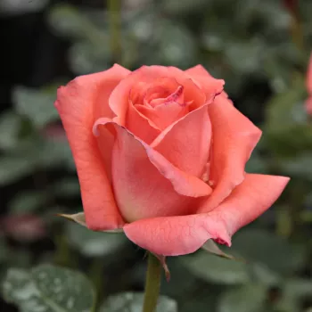Rosa Sonia Meilland® - roz - trandafiri pomisor - Trandafir copac cu trunchi înalt – cu flori teahibrid