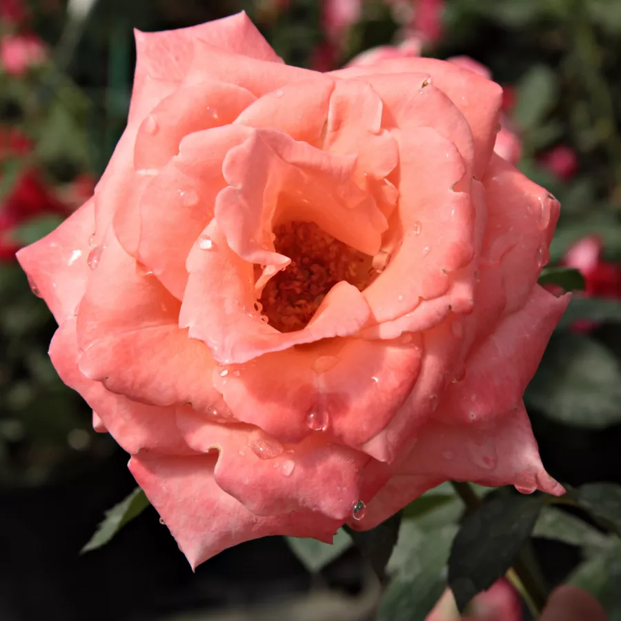 120-150 cm - Rosa - Sonia Meilland® - rosal de pie alto