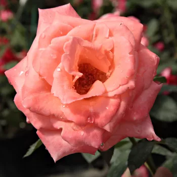 Color salmón - árbol de rosas híbrido de té – rosal de pie alto - rosa de fragancia intensa - ácido