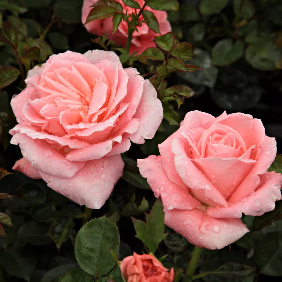 čajohybrid - Ruža - Sonia Meilland® - ruže eshop