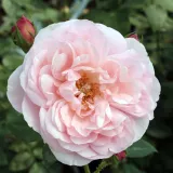 Rózsaszín - nosztalgia rózsa - Online rózsa vásárlás - Rosa Sonia Rykiel™ - intenzív illatú rózsa - --