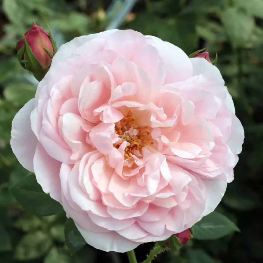Róża nostalgie - Róża - Sonia Rykiel™ - Szkółka Róż Rozaria