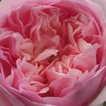 Online rózsa rendelés  - nosztalgia rózsa - rózsaszín - intenzív illatú rózsa - vadrózsa3 aromájú - Sonia Rykiel™ - (120-150 cm)