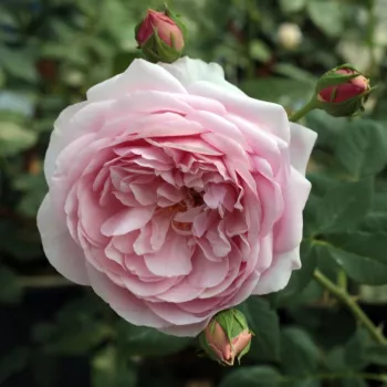 Rosa Sonia Rykiel™ - roz - trandafiri pomisor - Trandafir copac cu trunchi înalt – cu flori tip trandafiri englezești