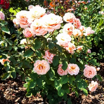 Warme, cremige Korallenrosa‑Nuance. - nostalgierose - sehr stark, lang anhaltend duftende rose - klassisch, rosig
