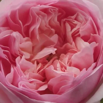 Rosen Online Gärtnerei - korallenrosa - sehr stark, lang anhaltend duftende rose - Sonia Rykiel™ - nostalgierose - (110-170 cm)