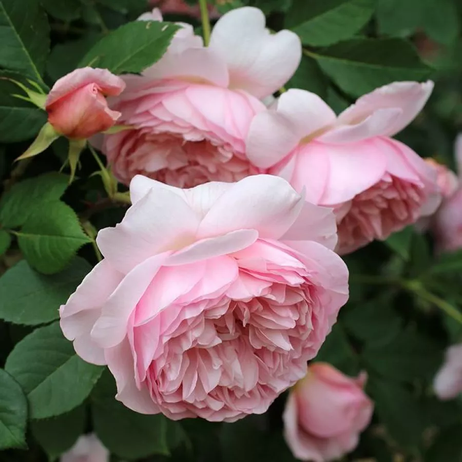 Róża nostalgie - Róża - Sonia Rykiel™ - róże sklep internetowy
