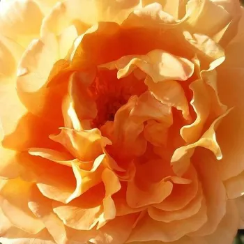 Online rózsa vásárlás - sárga - virágágyi floribunda rózsa - Sonnenwelt® - közepesen illatos rózsa - fahéj aromájú - (100-120 cm)