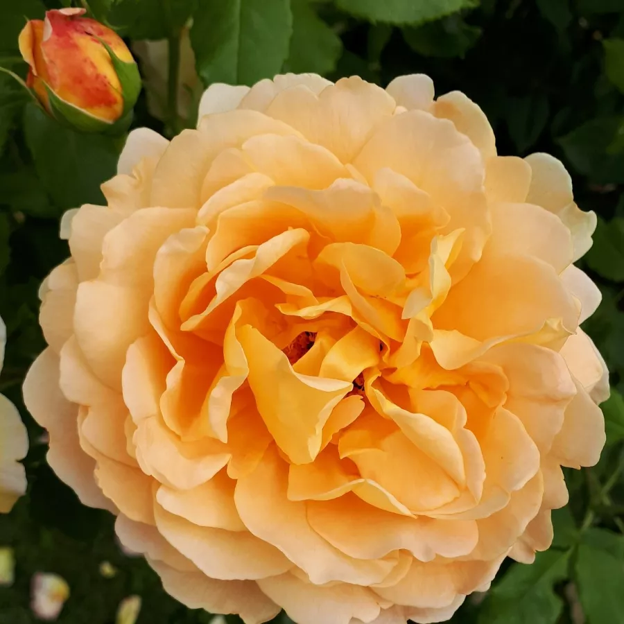 Róże rabatowe grandiflora - floribunda - Róża - Sonnenwelt® - Szkółka Róż Rozaria