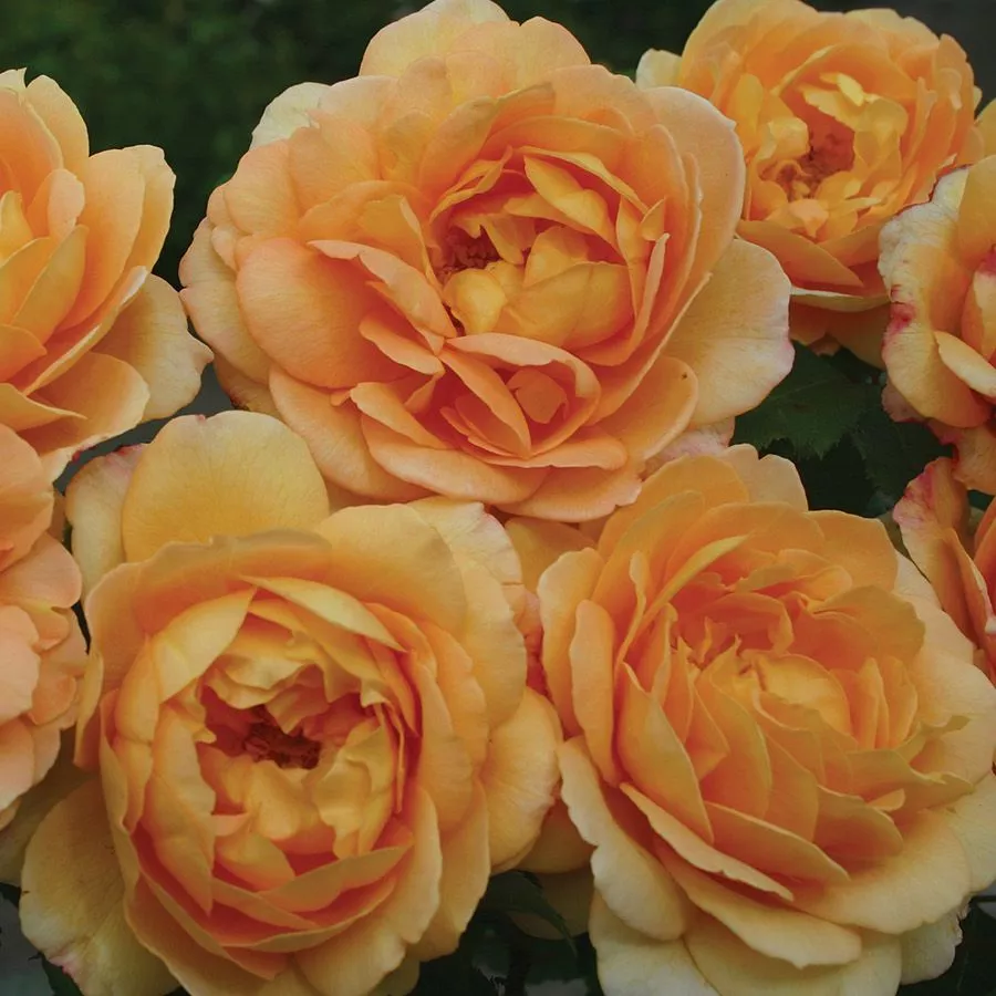 žuta boja - Ruža - Sonnenwelt® - Narudžba ruža