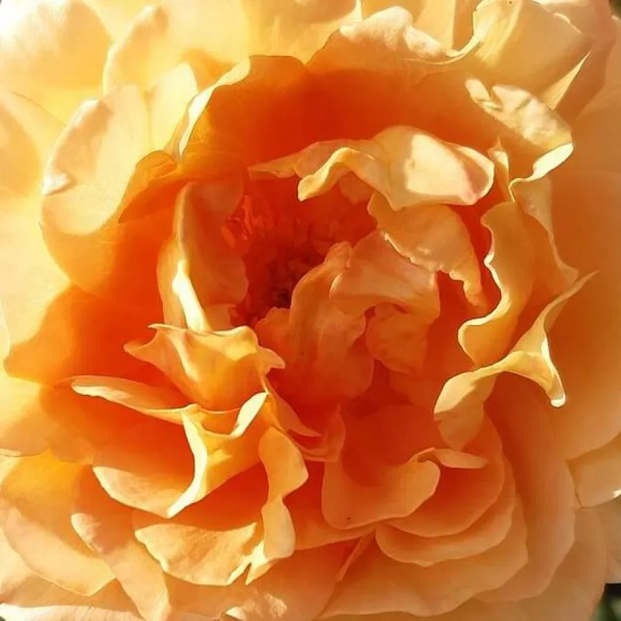Floribunda - Ruža - Sonnenwelt® - Ruže - online - koupit