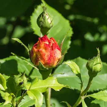 Rosa Sonnenwelt® - žltá - Stromkové ruže,  kvety kvitnú v skupinkáchstromková ruža s kríkovitou tvarou koruny