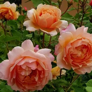 Sárga - virágágyi floribunda rózsa - közepesen illatos rózsa - fahéj aromájú