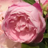 Rózsaszín - virágágyi polianta rózsa - Online rózsa vásárlás - Rosa Sorbet Pink™ - diszkrét illatú rózsa - orgona aromájú