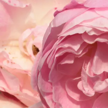 Rózsák webáruháza. - rózsaszín - virágágyi polianta rózsa - Sorbet Pink™ - diszkrét illatú rózsa - orgona aromájú - (50-70 cm)