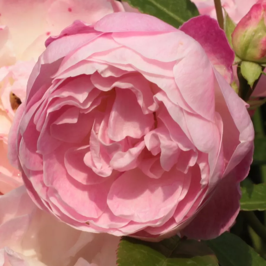 Virágágyi polianta rózsa - Rózsa - Sorbet Pink™ - Online rózsa rendelés