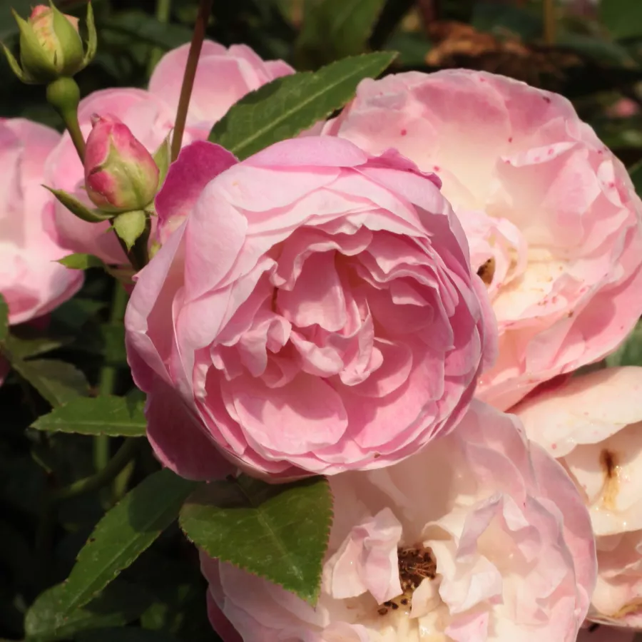 Różowy - Róża - Sorbet Pink™ - Szkółka Róż Rozaria