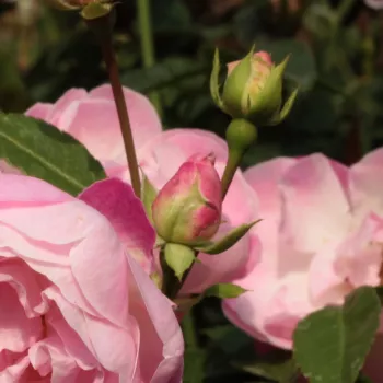 Rosa Sorbet Pink™ - roze - Stamroos – Kleine bloemenbossige kroonvorm