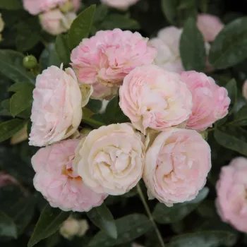 Rózsaszín - apróvirágú - magastörzsű rózsafa - diszkrét illatú rózsa - orgona aromájú