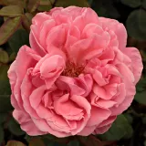 Narancssárga - rózsaszín - teahibrid rózsa - Online rózsa vásárlás - Rosa South Seas™ - közepesen illatos rózsa - citrom aromájú