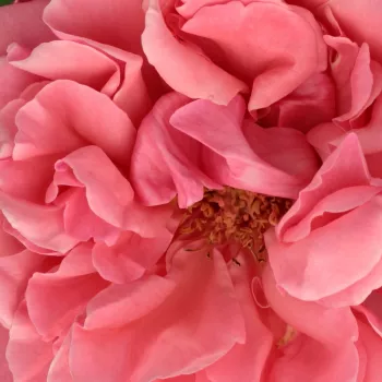 Rózsa kertészet - narancssárga - rózsaszín - teahibrid rózsa - South Seas™ - közepesen illatos rózsa - citrom aromájú - (70-100 cm)